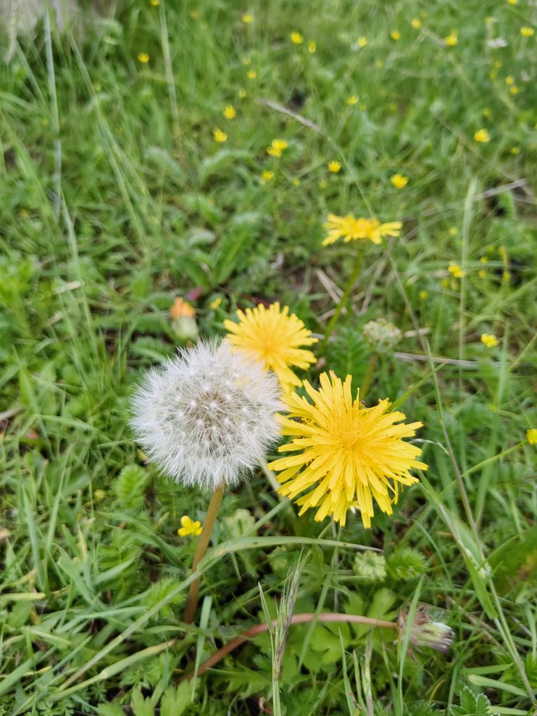 桑青营地民宿的花海蒲公英花